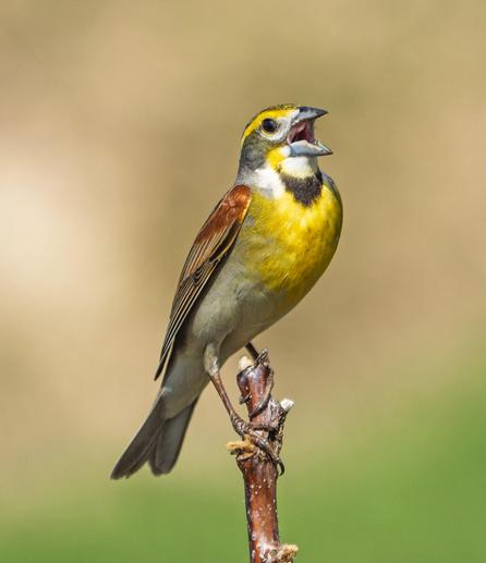 Perched on a vertical twig, a small bird with yellow breast, white throat, black necklace, yellow eyebrow, and cinnamon-colored wings vocalizes with wide-open bill