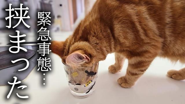ハスキー犬がくんくん鳴くのでついて行くと子猫が...