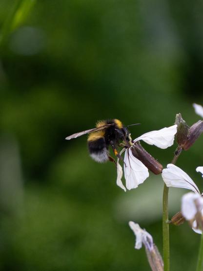 a white tailed bee taking a sip from a white arugula flower