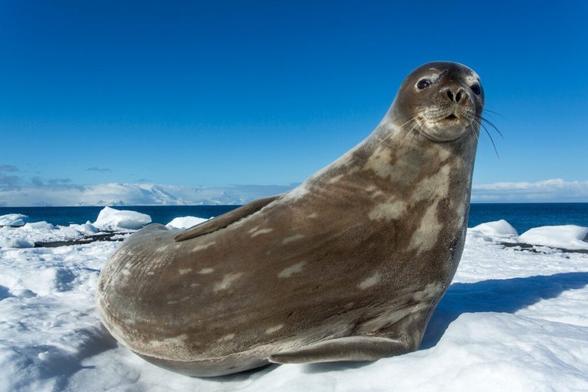 10 amazing Antarctic animals – including one with antifreeze blood and another with razor-sharp teeth to bite air holes in the ice