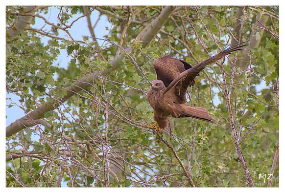 Le Milan noir (Milvus migrans) - Black Kite au décollage sur les berges du Calavon dans le Lubéron en Provence.