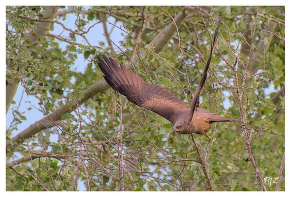 Le Milan noir (Milvus migrans) - Black Kite au décollage sur les berges du Calavon dans le Lubéron en Provence.