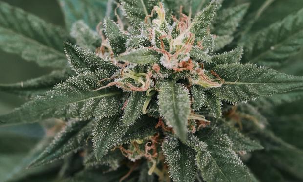 Fotografía macro floración de Cannabis haciendo tricomas en su etapa final (TEERAYUT CHAISARN- Getty images)