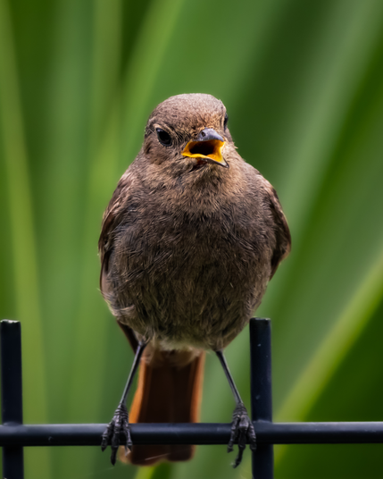 Close-up portrait of a female black redstart.