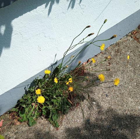dandelions ignoring concrete.