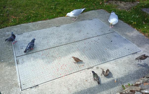 pigeons, gulls and starlings arrive for dropped food.