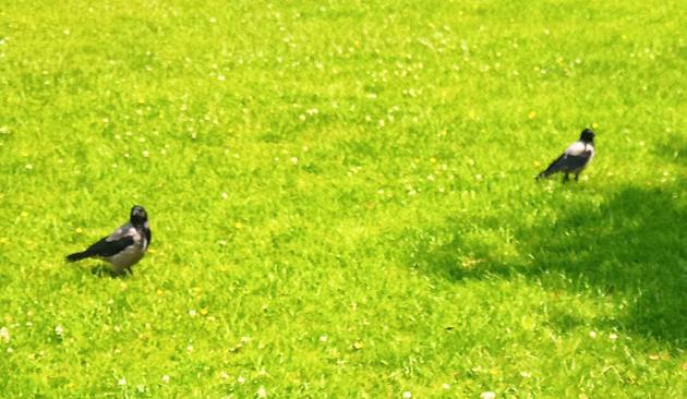 2 crows wait for food to be stashed under tree before moving in.