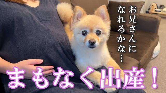 【出産直前】出産を控えたママに対する愛犬の行動が感動的でした…