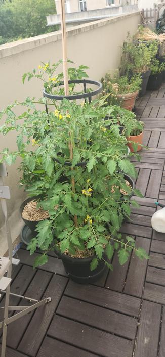 Photo. Sur un balcon, dans un pot noir avec cage, un luxuriant plant de tomates cerise en fleurs d'environ 80 cm de haut.