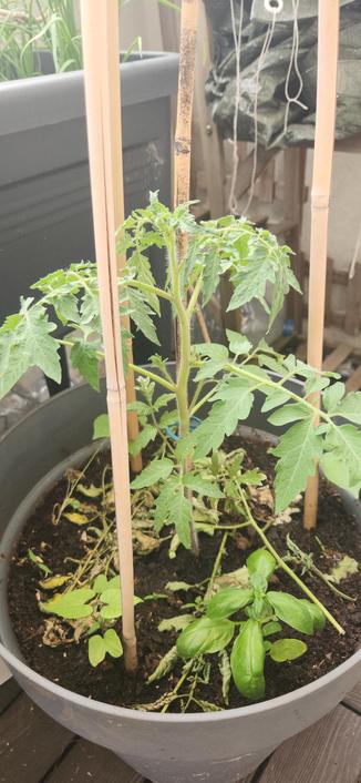 Photo. Dans un gros pot, entouré de tuteurs de bambou en tipi, un plant de tomate encore petit mais en forme, entouré de basilic et d'ipomée.