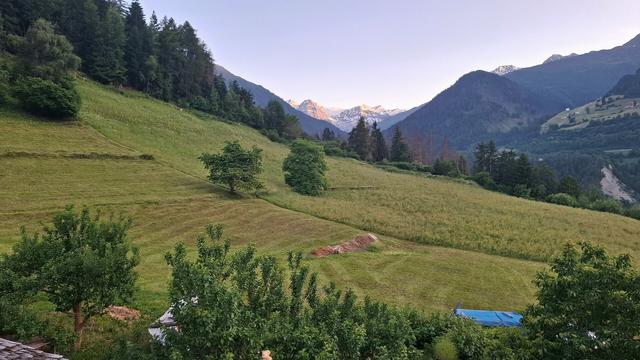 Mountain meadow landscape with freshly cut and cleared off hay. The foreground shows green fruit trees and garden plants. Mid-ground features wide, gently sloping fields with neat rows of cut grass, contrasting with uncut areas of taller grass. A blue tarp and a small pile of dung are visible near the center. In the background, dense forest and higher mountain slopes lead the eye toward distant, snow-covered alpine peaks under a clear blue sky.