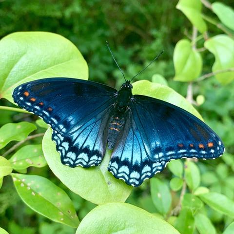 A vibrant blue butterfly perched on a green leaf, showcasing striking iridescent blue wings from almost black dark blue at the top to very light turquoise towards the hind wings. The background features blurred greenery, enhancing the butterfly's colors.
