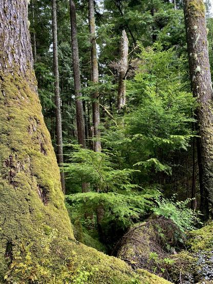 Old and new growth in the lush green coastal temperate rainforest.