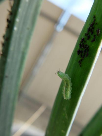 Photo of a hoverfly larva swallowing an aphid. More aphids are sitting in a cluster in the center of the leaf, waiting for their turn.