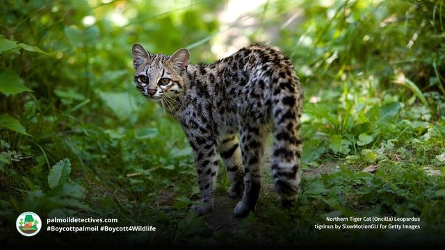 The beautiful and elegant #Oncilla is a #wildcat 🐱 found in #SouthAmerica. They are #vulnerable due to #deforestation for #gold and #palmoil 🌴⛔️ and are hunted for their fur 😭 #Boycottpalmoil #Boycott4Wildlife #BoycottGold4Yanomami @palmoildetect https://palmoildetectives.com/2021/08/14/northern-tiger-cat-oncilla-leopardus-tigrinus/?utm_source=mastodon&utm_medium=Palm+Oil+Detectives&utm_campaign=publer