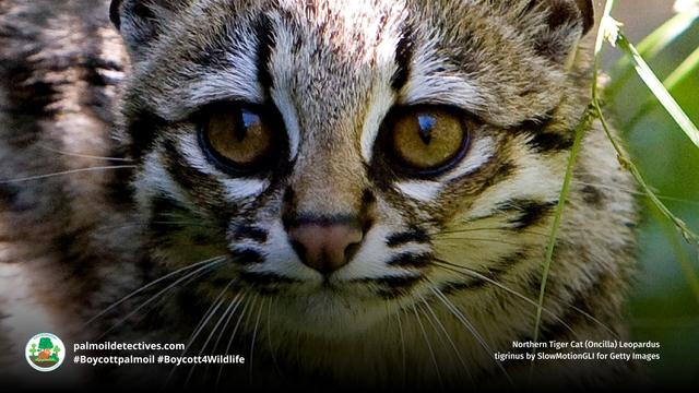 The beautiful and elegant #Oncilla is a #wildcat 🐱 found in #SouthAmerica. They are #vulnerable due to #deforestation for #gold and #palmoil 🌴⛔️ and are hunted for their fur 😭 #Boycottpalmoil #Boycott4Wildlife #BoycottGold4Yanomami @palmoildetect https://palmoildetectives.com/2021/08/14/northern-tiger-cat-oncilla-leopardus-tigrinus/?utm_source=mastodon&utm_medium=Palm+Oil+Detectives&utm_campaign=publer