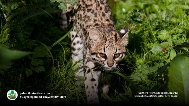 The beautiful and elegant #Oncilla is a #wildcat 🐱 found in #SouthAmerica. They are #vulnerable due to #deforestation for #gold and #palmoil 🌴⛔️ and are hunted for their fur 😭 #Boycottpalmoil #Boycott4Wildlife #BoycottGold4Yanomami @palmoildetect https://palmoildetectives.com/2021/08/14/northern-tiger-cat-oncilla-leopardus-tigrinus/?utm_source=mastodon&utm_medium=Palm+Oil+Detectives&utm_campaign=publer