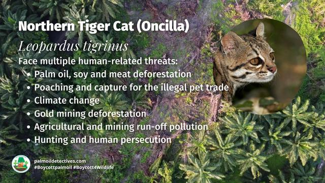 The beautiful and elegant #Oncilla is a #wildcat 🐱 found in #SouthAmerica. They are #vulnerable due to #deforestation for #gold and #palmoil 🌴⛔️ and are hunted for their fur 😭 #Boycottpalmoil #Boycott4Wildlife #BoycottGold4Yanomami @palmoildetect https://palmoildetectives.com/2021/08/14/northern-tiger-cat-oncilla-leopardus-tigrinus/?utm_source=mastodon&utm_medium=Palm+Oil+Detectives&utm_campaign=publer