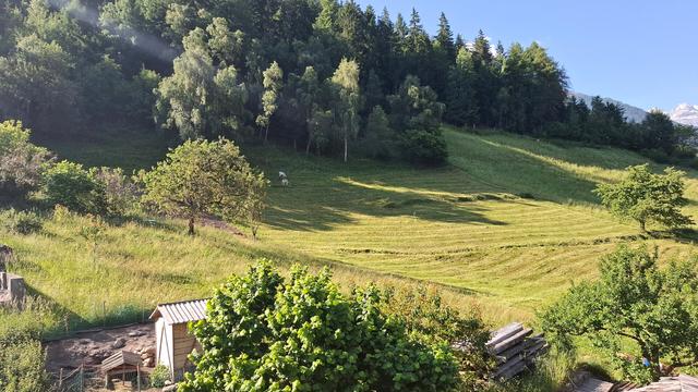 Sunny rural landscape with two small grey cattle calves grazing on a sloped pasture below a dense mixed deciduous and coniferous forest. The foreground shows mown grass in neat rows from the first hay cut, along with fruit trees, a small wooden shed, and a fenced animal pen. Dappled light and long shadows from the forest edge create a peaceful summer atmosphere in the alpine meadow