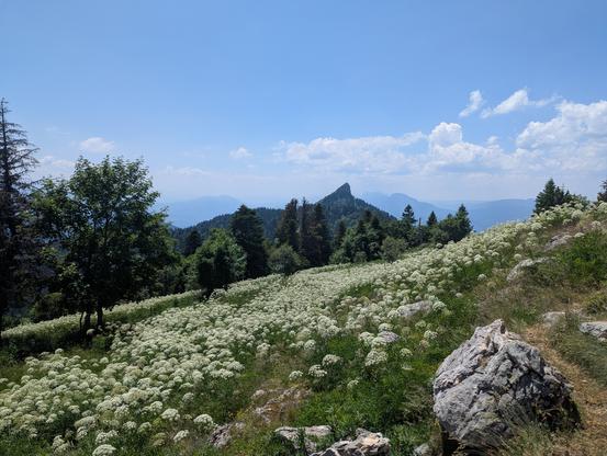 Au premier plan, une prairie montagneuse en pente avec beaucoup de fleurs à ombelles blanches, quelques arbres et rochers. Au second plan, un sommet montagneux avec un pic assez abrupt. À l'horizon se profile une chaîne de montagnes bleu pâle.