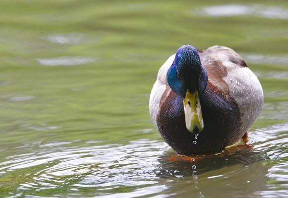 Im Wasser auf etwas sitzend sehr nah von vorn fotografiert ein Stockentenerpel mit brauner Brust, schillernd dunkelgrünem Kopf und gelbem Schnabel, aus welchem ein paar Tropfen Wasser laufen. Auch auf dem restlichen Gefieder perlend und glitzernd einige Wassertropfen.