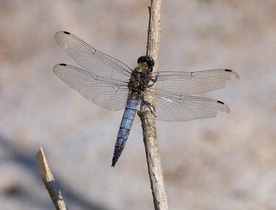 A dragonfly on a twig. It has a blue abdomen which darkens to navy almost black near the tip.  Its wings are open left and right and the veins are very clear. It has some minor chunks taken out of it.