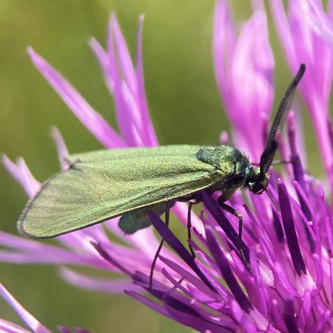 Side on shot of a 2cm arrowhead shaped moth feeding on knapweed. It faces right.  It is bright metallic green. It has two thick, feathered antennae that point vertically.