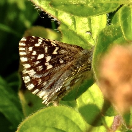 Close up of most of a grizzled skipper.  Its head is hidden behind a plant.  It wings are largely dark brown with white random chequer marks. Its back wing edge is uniformly chequered.