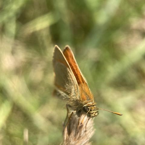 Head on shot of a small skipper.  Its wings are held vertically across its back.  It is orange in colour, with a furry orange head.  Two wiry antennae face left and right from its face.