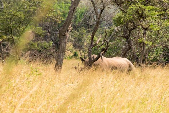 A rhino is partially hidden among tall grass and trees in a grassy landscape.