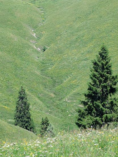 Un vallon au fond duquel on devine le tracé sinueux d'un cours d'eau (apparemment à sec). Il y a quelques sapins.