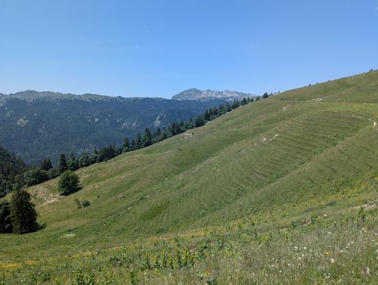Une prairie montagneuse en pente, dont une partie de la surface semble striée de rides superficielles, parallèles, régulièrement espacées. Au loin quelques arbres et à l'arrière-plan, d'autres montagnes, boisées, sur fond de ciel bleu.
