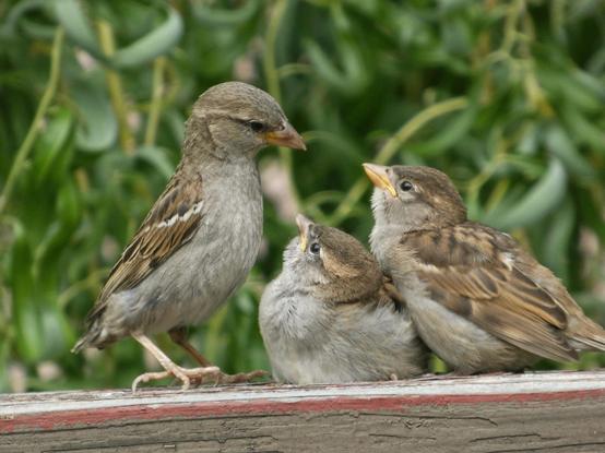 Photo of two plump baby sparrows looking up in left-facing profile at eir parent, who is standing to their left, stretched up tall and looking down at them with some seed pursed in eir bill. They are all grey-breasted and brown-winged, but the little ones are like feathery plomps of bird dough that have been dolloped on the weathered wooden deck railing on which they all rest, their golden bills wide and eager as they stare up at their parent as though trying not to beg. A vivid, slightly stormlit curtain of bright green curly willow leaves serves as backdrop.