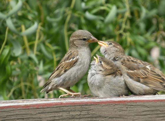 Photo of the same three adorable little sparrows, the babies now positioning themselves for lunch: The baby on the right is reaching over the little grey ball and upturned face of the other, receiving some seed from eir parent, who has cocked eir head to deliver it like a little kiss; the grey fluffball, who sits with eir bill and eye open wide and canted up at the meeting of the others, is nestled between their breasts like a plushie in a little pup tent made of family. The same bright green curly willows form a curtain behind the worn railing.