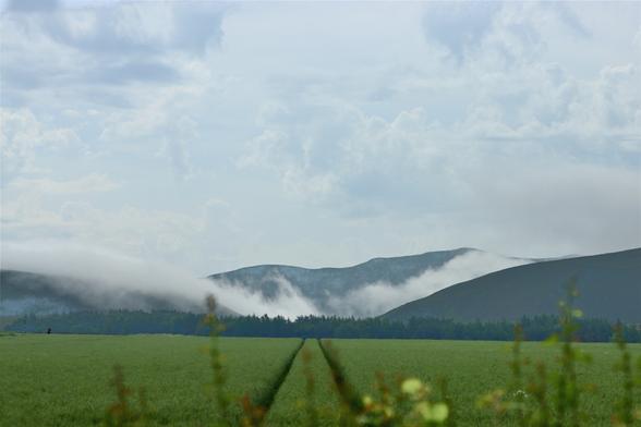 Looking down the tractor lines in a wheat field toward some hills, low clouds sit between the hills