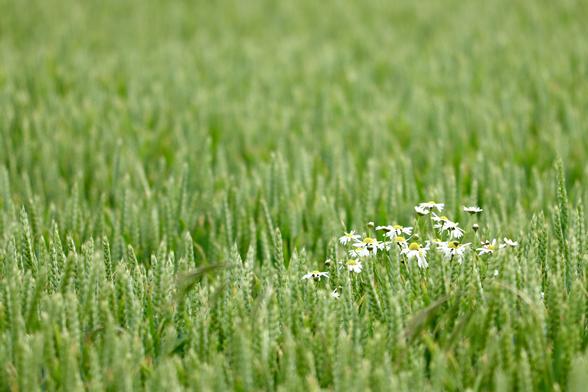 A small patch of white flowers rising above the green wheat heads