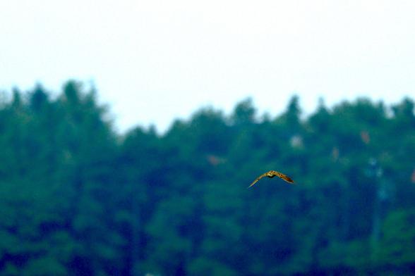 A skylark in flight against a background of distant a green trees with milky sky above