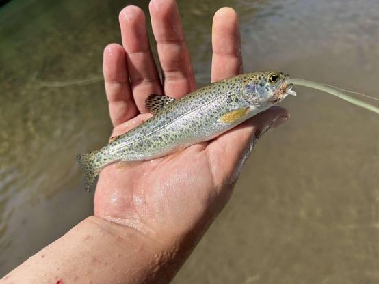 First fish on a fly I tied