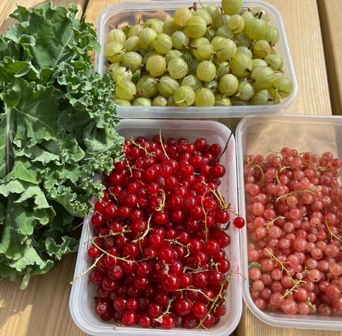 Punnets of red and white currants, gooseberries and some kale to the side