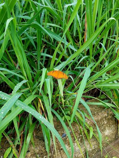 Foto de la orilla del césped a la orilla de la calle. En el centro está posada una mariposa naranja con las alas abiertas.