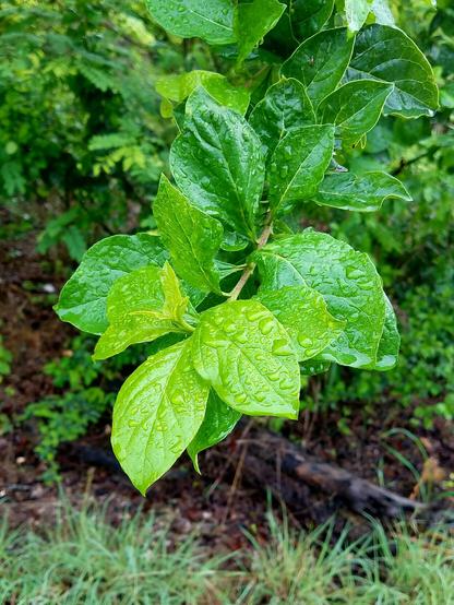 Foto de una rama de un arbol, cuyas hojas brillantes están cubierta de gotas gruesas de lluvia.