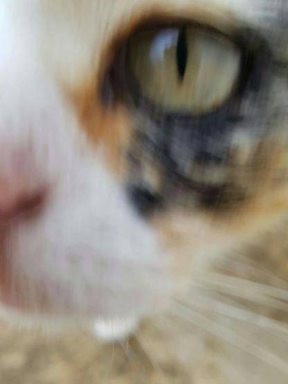 Foto tomada justo cuando una de las gatas metió la cara de lleno frente a la cámara. Se ve una toma borrosa de su ojo izquierdo y parte de su hocico.