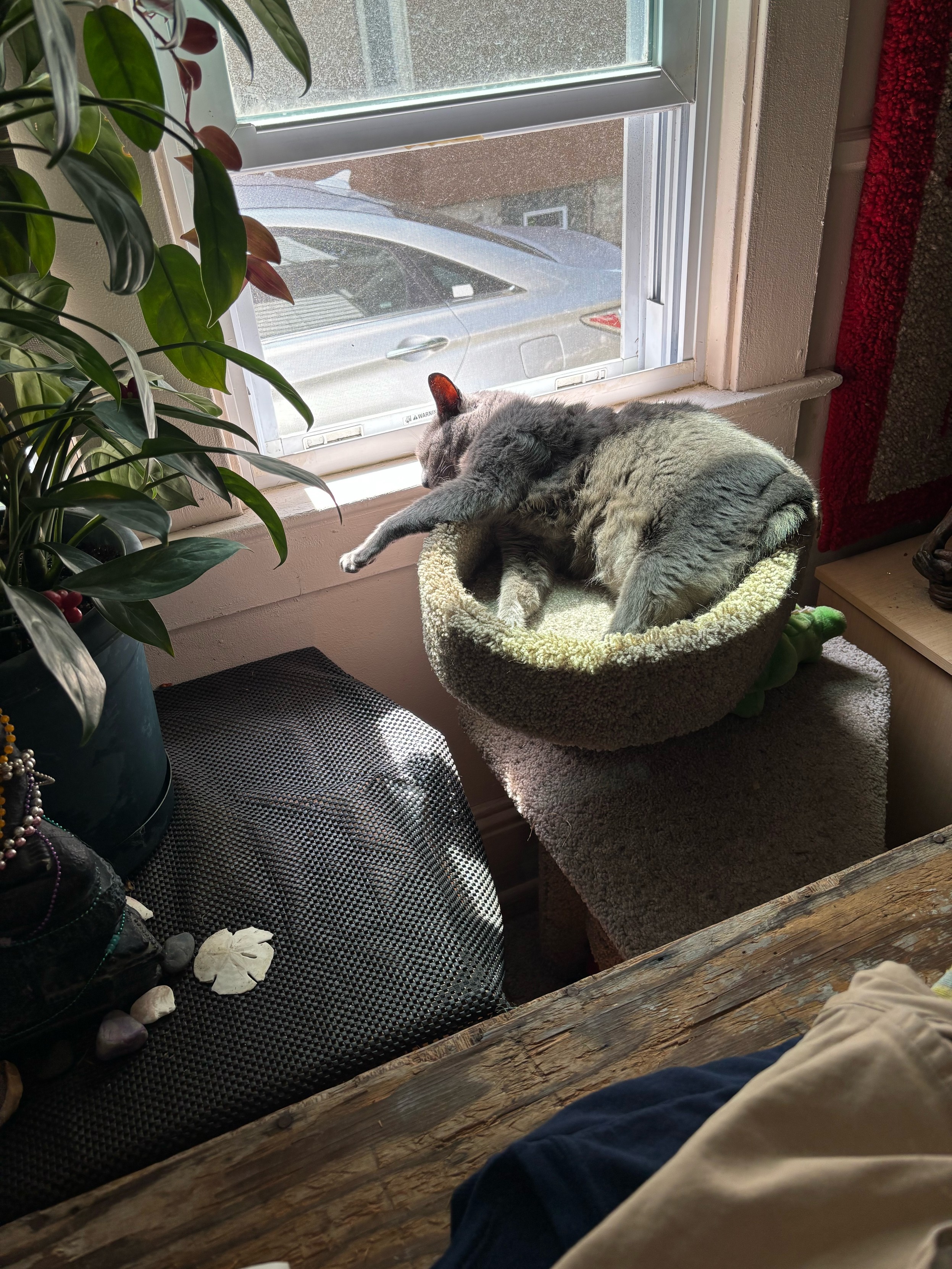 a cat lying on it’s side in a cst tree, with sunshine pouring in a window