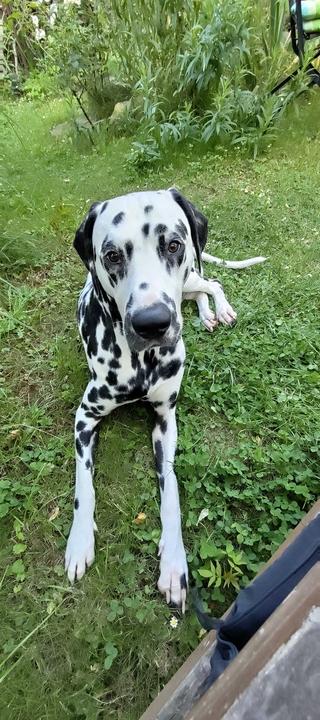 Dalmatiner Willi liegt im Gras und guckt in die Kamera