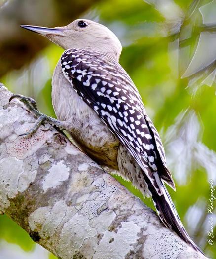 "Perched like a quiet sentinel against the mottled bark of a tree, this immature, red-bellied woodpecker (Melanerpes carolinus) holds still in a moment of watchful pause. Its pale gray head is softly feathered, not yet flushed with the rich red crown of adulthood. The bird’s back and wings are patterned in a striking black-and-white ladder of bars, as if nature painted them with careful, deliberate strokes. Its slender beak long and finely pointed, hints at future drumming prowess. The wood beneath its feet is weathered and textured—grooved with age, flecked with mossy hints of green, and set against a background blurred into soft greens and dappled whites, evoking the hush of a sun-dappled woodland." - Copilot