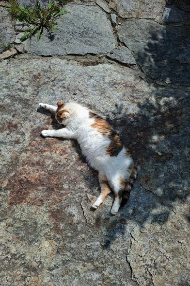 Calicocat lying on big stone between sun and shadow.