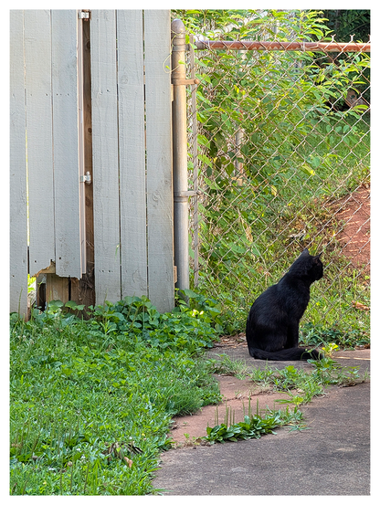AI-assisted alt text:

	
A black cat sits on concrete near a chain-link fence and a damaged light-gray wooden gate. Green grass and plants grow around the area, with sunlight illuminating the scene. The cat looks away from the camera, gazing through the fence.