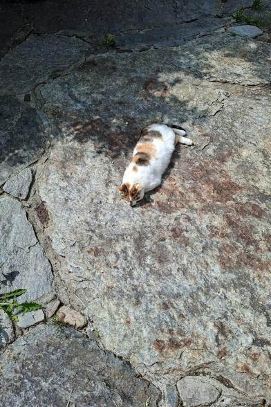 Calicocat lying relaxed on her belly with her front feet under her body on big stone between sun and shadow.