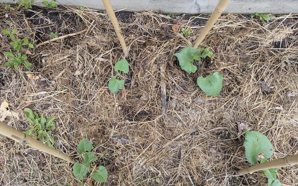 Photo looking down on a section of garden bed. The ground is covered with a thick layer of dry cut grass, like straw. Four bamboo poles are sticking up, with bean seedlings growing next to each. A few isolated green weeds are visible