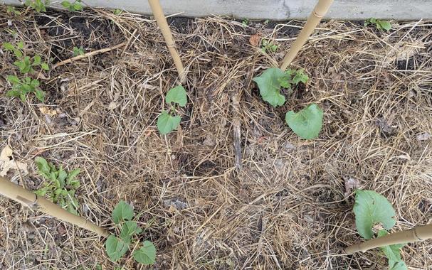 Photo looking down on a section of garden bed. The ground is covered with a thick layer of dry cut grass, like straw. Four bamboo poles are sticking up, with bean seedlings growing next to each. A few isolated green weeds are visible